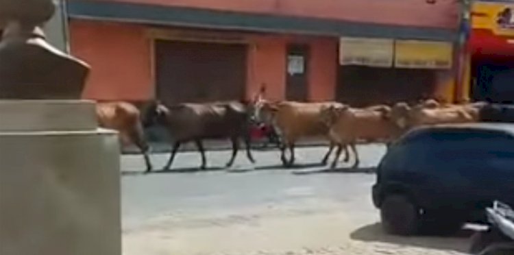 População reclama do aumento de animais nas principais ruas de São Raimundo Nonato